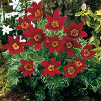 Pulsatilla vulgaris �ROTE GLOCKE� v z�hone