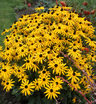 Sonnenhut (Rudbeckia) �GOLDSTURM� Cont. 1 l