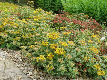 Sedum kamtschaticum VARIEGATUM v zhone