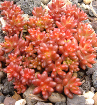 Fetthenne CORAL CARPET Cont. 0,5 l
