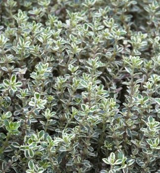 Zitronen-Thymian SILVER QUEEN Cont. 0,5 l