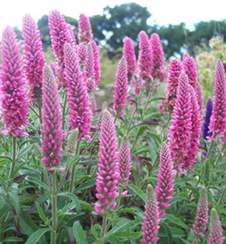 hriger Ehrenpreis HEIDEKIND Cont. 1,4 l