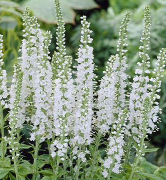 �hriger Ehrenpreis �ICICLE� Cont. 1,4 l