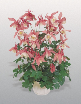 Aquilegia hybrida Spring Magic �ROSE WHITE� osaden� v n�dobe