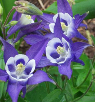 Akelei �SPRING MAGIC BLUE WHITE�, Cont. 0,5 l