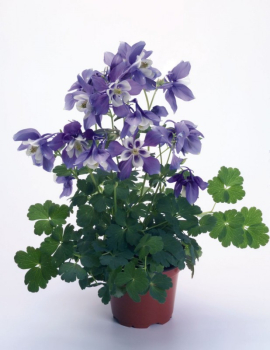 Orl��ek vej�rovit� / Aquilegia hybrida Spring Magic �BLUE WHITE�