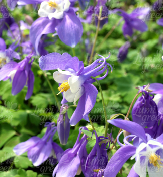 Obr�zok (3)