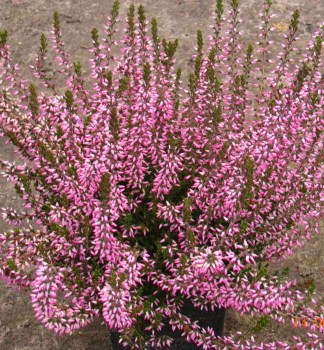 Obrzok