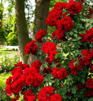 Gartenrose ROTER KORSAR * ADR, Kordes 2004, Cont. 2 l