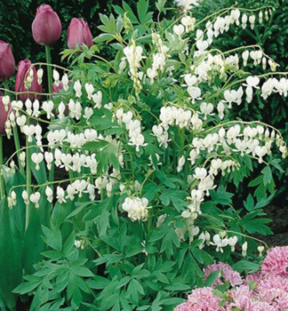 Tr�nendes Herz �ALBA� Cont. 1 l