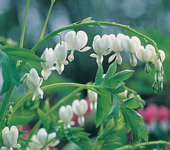 Dicentra spectabilis �ALBA�, detail kvetov