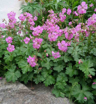 Storchschnabel 'KARMINA' Cont. 1,4 l