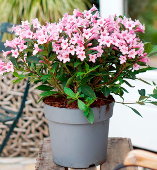 Weigelie PINK POPPET 30-40 cm, Cont. 2,5 l