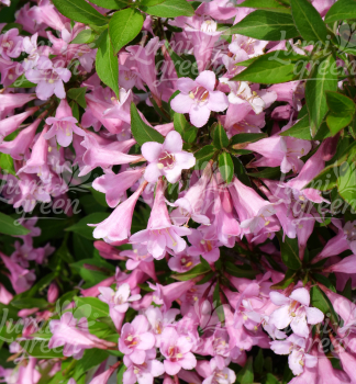Obr�zok (2)