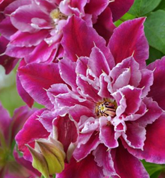 Clematis MY DARLING 40-50 cm, Cont. 1,6 l