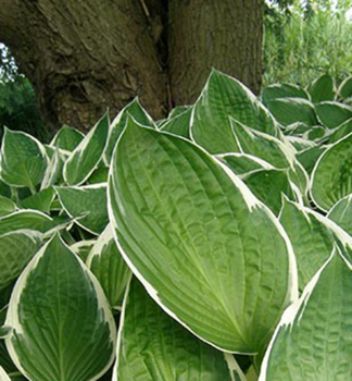 Obrzok (3)