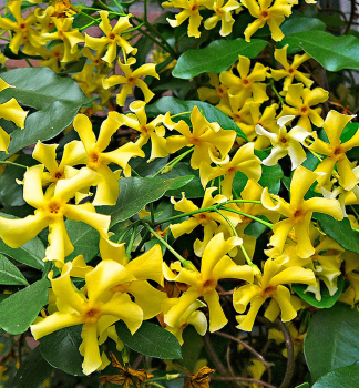 Sternjasmin STAR OF TOSCANA 40-50 cm, Cont. 1,6 l