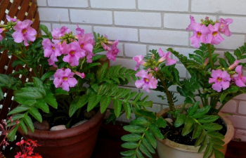 Incarvillea delavayi v �repn�koch