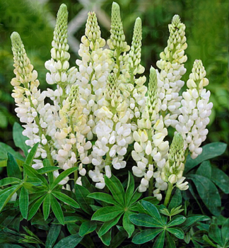 Lupine 'GALLERY WHITE' Cont. 1 l