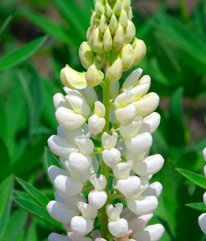 Lup�nia / Lupinus �GALLERY WHITE� detail kvetu