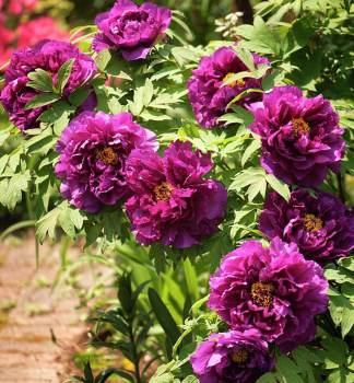 Strauch-Pfingstrose PURPLE, Cont. 1 l