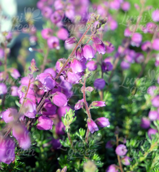 Obr�zok (3)