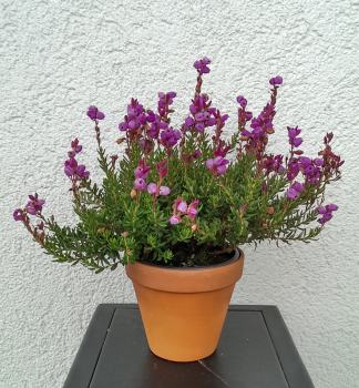 Irische Heide RIEKE Cont. 0,5 l