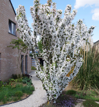 Zierapfelbaum 'ADIRONDACK' auf einem Stamm 150 cm, Cont. 12 l