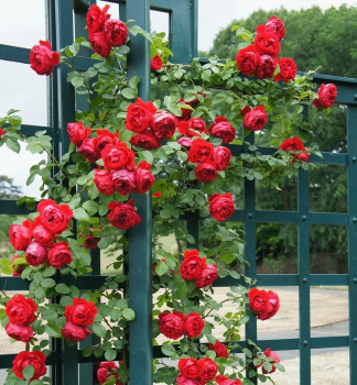Kletterrose FLORENTINA * ADR, Kordes 2011, Cont. 2 l