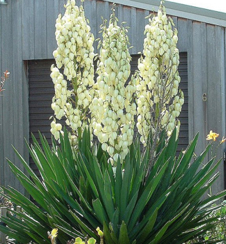 Palmlilie, 40-50 cm, Cont. 5 l