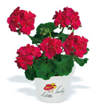 Stehend Geranie 'LITTLE LADY � CHERRY', Cont. 0,5 l