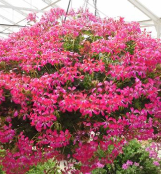 H�nge-Geranie �VILLE DE PARIS DARK PINK�, Cont. 0,5 l