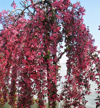 Zierapfelbaum 'ROYAL BEAUTY' auf Stamm 90 cm, Cont. 7,5 l