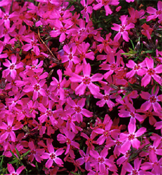 Flammenblume 'ATROPURPUREA' Cont. 0,5 l