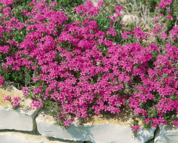 Obrzok (5)