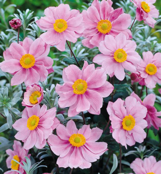 Anemone SERENADE Cont. 0,5 l