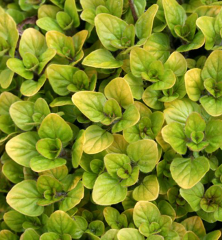 Oreg�no oby�ajn� / Origanum vulgare �AUREUM�