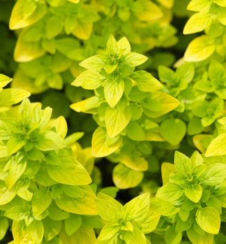 Gew�hnlicher Dost (Oregano) �AUREUM�, Cont. 0,5 l