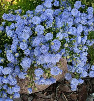 Zwerg-Glockenblume ELIZABETH OLIVER Cont. 0,5 l
