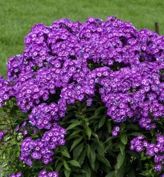 Flammenblume 'LAURA' Cont. 1,4 l