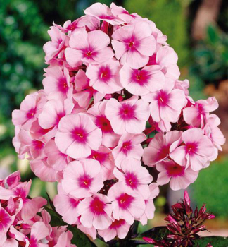Flammenblume 'BRIGHT EYES' Cont. 1,4 l