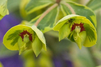 Mlienik / Euphorbia martinii ASCOT RAINBOW detail kvetu