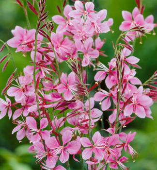 Prachtkerze SISKIYOU PINK Cont. 0,5 l