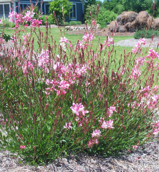 Prachtkerze �SISKIYOU PINK� Cont. 1 l
