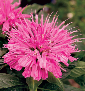 Monarda podvojn� / Monarda didyma PINK SUPREME� detail kvetu