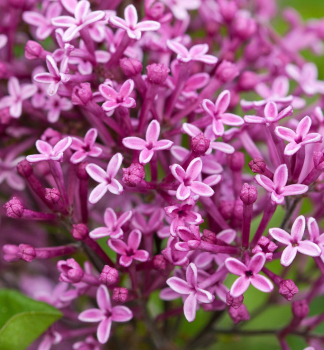 Flieder 'BLOOMERANG DARK PURPLE' auf Stamm 60 cm, Cont. 3 l