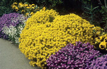 Alyssum montanum �MOUNTAIN GOLD� kombin�cia kobercovit�ch trvaliek