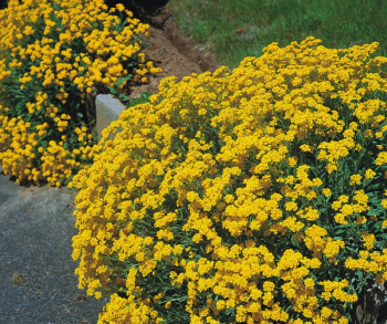 Alyssum montanum �MOUNTAIN GOLD�, 