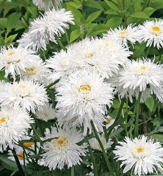 Groblumige Margerite CRAZY DAISY Cont. 0,5 l