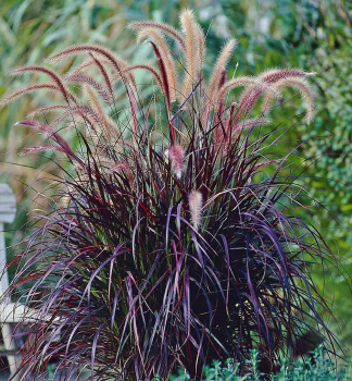 Federborstengras RUBRUM Cont. 0,5 l